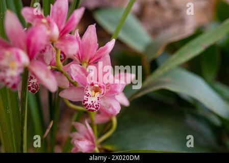 Rosafarbene Orchideenblüten auf grünem Blatthintergrund. Cymbidium oder Boat Orchid Stockfoto