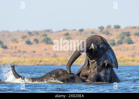 Elefanten (Loxodonta africana) spielen in Chobe River, Chobe National Park, Botswana Stockfoto