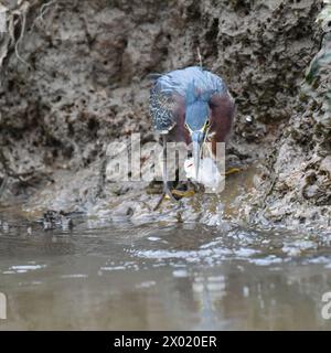 Vögel von Costa Rica: Grüner Reiher (Butorides virescens) Stockfoto