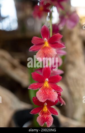 Rote Orchideenblüten auf dunkelgrünem Blatthintergrund. Ungewöhnliche kleine rote Orchideen Stockfoto