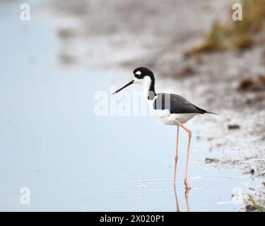 Vögel von Costa Rica: Schwarzhalsstelze (Himantopus mexicanus) Stockfoto