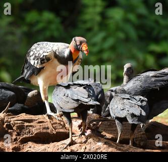 Vögel von Costa Rica: Königsgeier (Sarcoramphus Papa) Stockfoto