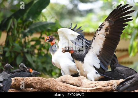 Vögel von Costa Rica: Königsgeier (Sarcoramphus Papa) Stockfoto