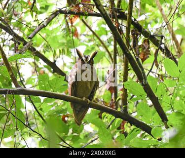 Vögel von Costa Rica: Hauteulen (Lophostrix cristata) Stockfoto