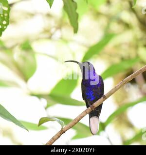 Vögel von Costa Rica: Veilchensäbel (Campylopterus hemileucurus) Stockfoto