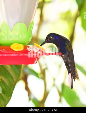 Vögel von Costa Rica: Veilchensäbel (Campylopterus hemileucurus) Stockfoto