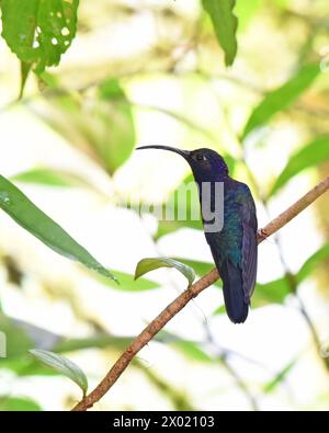 Vögel von Costa Rica: Veilchensäbel (Campylopterus hemileucurus) Stockfoto