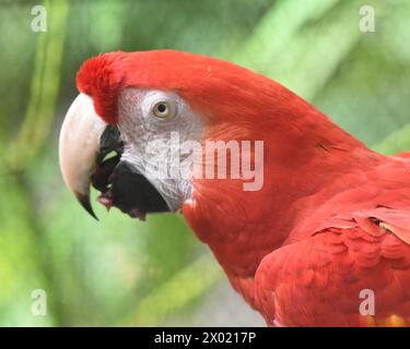 Vögel von Costa Rica: Scharlach (Ara macao) Stockfoto