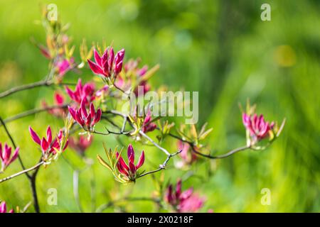 Rosafarbene Knospen von Rhododendron indicum, Makrofoto mit selektivem Weichfokus Stockfoto