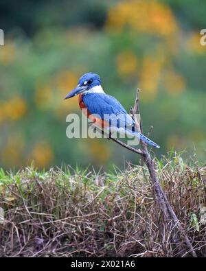 Vögel von Costa Rica: Ringeleisvogel (Megaceryle torquata) Stockfoto