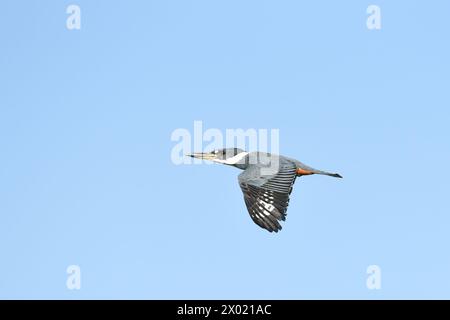 Vögel von Costa Rica: Ringeleisvogel (Megaceryle torquata) Stockfoto