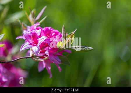 Rosafarbene Blüten von Rhododendron indicum, Makrofoto mit selektivem Weichfokus Stockfoto