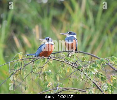 Vögel von Costa Rica: Ringeleisvogel (Megaceryle torquata) Stockfoto