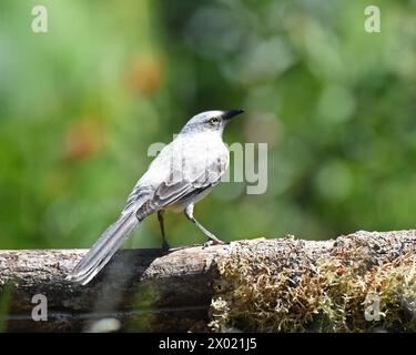 Vögel von Costa Rica: Tropische Mockingbird (Mimus gilvus) Stockfoto