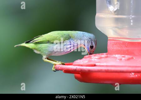 Vögel von Costa Rica: Weibliche leuchtende Honeycreeper (Cyanerpes lucidus) Stockfoto