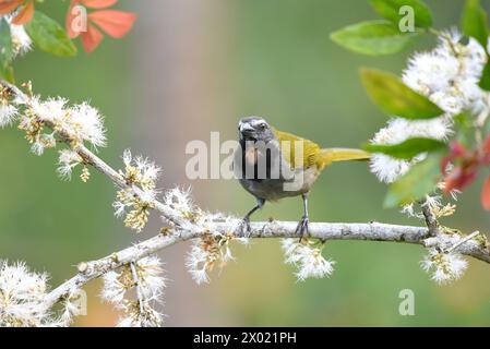 Vögel von Costa Rica: Buff-throated Salator (Salator maximus) Stockfoto