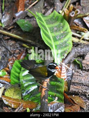 Vögel von Costa Rica: Orangenschnabelsperling (Arremon aurantiirostris) Stockfoto