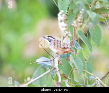 Vögel von Costa Rica: Streifensperling (Peucaea ruficauda) Stockfoto