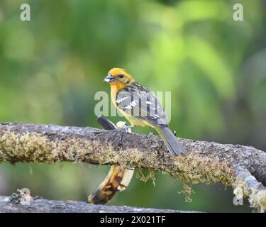 Vögel von Costa Rica: Weibliche Flamme-farbene Tanager (Piranga bidentata) Stockfoto