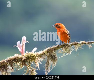 Vögel von Costa Rica: Männliche, flammenfarbene Tanager (Piranga bidentata) Stockfoto