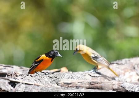 Vögel von Costa Rica: Baltimore Oriole (Icterus galbula) Stockfoto