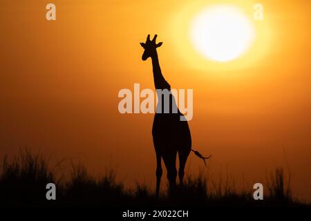 Giraffe (Giraffa camelopardalis) bei Sonnenuntergang, Chobe Nationalpark, Botswana Stockfoto