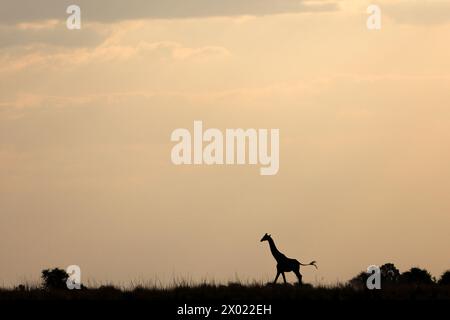 Giraffe (Giraffa camelopardalis) bei Sonnenuntergang, Chobe Nationalpark, Botswana Stockfoto