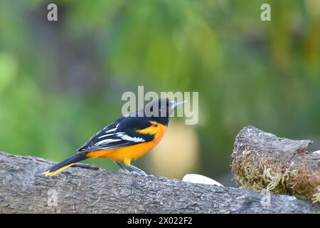 Vögel von Costa Rica: Baltimore Oriole (Icterus galbula) Stockfoto