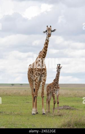 Giraffe (Giraffa camelopardalis) mit Kalb, Masai Mara, Kenia Stockfoto