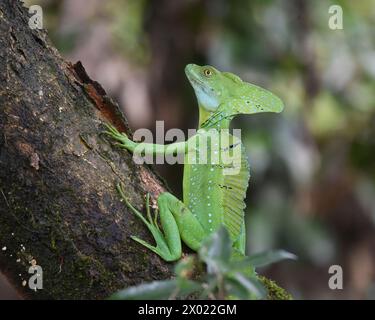 Gemeinsame Basilisk (Basiliscus basiliscus) Stockfoto