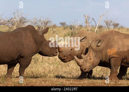 Weißes Nashorn (Ceratotherium simum) Bullen in Konfrontation, Zimanga privates Wildreservat, KwaZulu-Natal, Südafrika Stockfoto