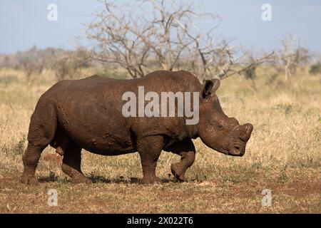 Weißes Nashorn (Ceratotherium simum) Bulle, Zimanga privates Wildreservat, KwaZulu-Natal, Südafrika Stockfoto