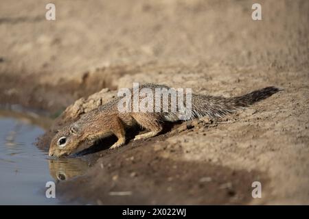 Ungestreiftes Bodenhörnchen (Xerus rutilus), Shompole, Kenia Stockfoto