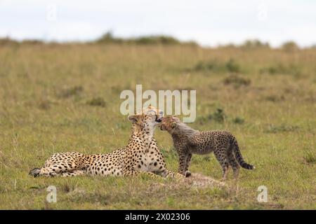 Gepard (Acinonyx jubatus) mit Jungtier, Masai Mara, Kenia Stockfoto