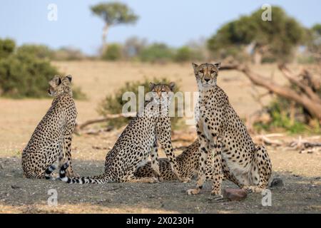 Cheetah (Acinonyx jubatus), Mashatu Wildreservat, Botswana Stockfoto