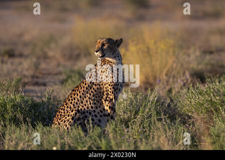 Gepard (Acinonyx jubatus), Kgalagadi Transfrontier Park, Nordkap, Südafrika Stockfoto