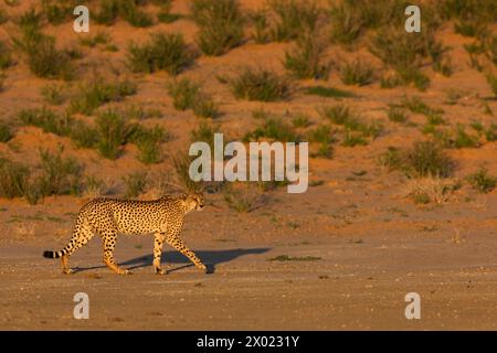 Gepard (Acinonyx jubatus), Kgalagadi Transfrontier Park, Nordkap, Südafrika Stockfoto