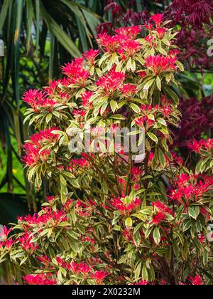 Leuchtend rotes Frühlingslaub steht im Kontrast zu der weiß umrandeten Vielfältigkeit des harten immergrünen Strauchs Pieris japonica „Flaming Silver“ Stockfoto