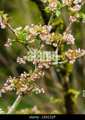 Gruppen kleiner, duftender, rosa und weißer Blüten des Frühlingsblühens, harter Laubbäumchen, Viburnum chingii Stockfoto