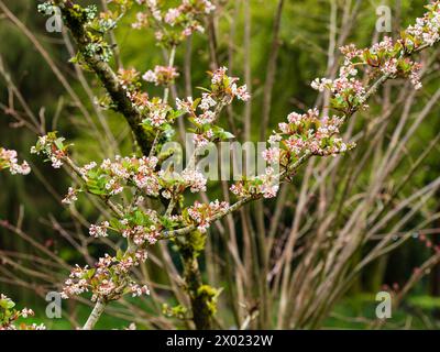 Gruppen kleiner, duftender, rosa und weißer Blüten des Frühlingsblühens, harter Laubbäumchen, Viburnum chingii Stockfoto