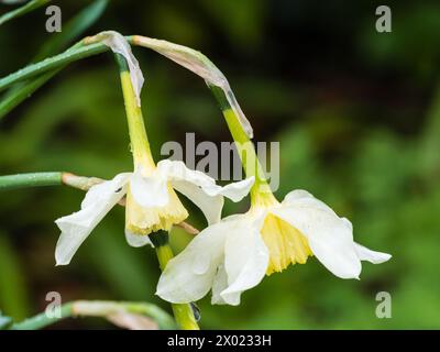 Weiße Blütenblätter und blassgelbe Blütenblätter der traditionellen Narzissen-Sorte Narcissus 'Mrs Langtry', die im Frühjahr blüht Stockfoto