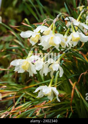 Weiße Blütenblätter und blassgelbe Blütenblätter der traditionellen Narzissen-Sorte Narcissus 'Mrs Langtry', die im Frühjahr blüht Stockfoto