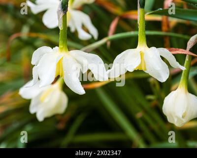 Weiße Blütenblätter und blassgelbe Blütenblätter der traditionellen Narzissen-Sorte Narcissus 'Mrs Langtry', die im Frühjahr blüht Stockfoto