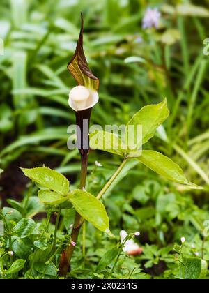 Exotisch braun, Kapuzenspatze und weißes Innenleben und Spadix der harten, Frühlingsblühenden japanischen Kobra-Lilie, Arisaema sikokianum Stockfoto