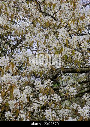 Blühender schneebedeckter mespil (Amelanchier lamarckii) Stockfoto