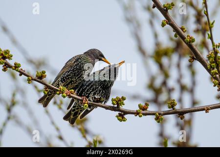 Ein Paar Starlinge, Sturnus vulgaris Stockfoto