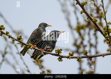 Ein Paar Starlinge, Sturnus vulgaris Stockfoto