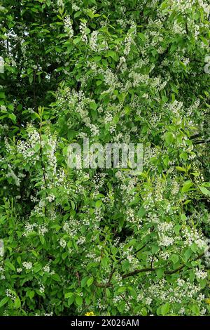 Blühende Vogelkirsche (Prunus padus) Stockfoto