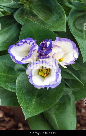 Nahaufnahme einer violetten und weißen Eustoma Grandiflorum lisianthus auch Texas Bluebell Prairie Gentian Japanese Rose Frost Tender jährliches Indoor Perennial Stockfoto