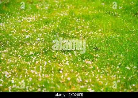 Gefallene Sakura-Blüten auf dem Rasen Stockfoto